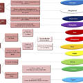Colorful Diagram of Nutrient Deficiencies